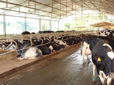 todo trabalho na fazenda. Nesse momento há um alto risco das vacas contraírem mastite. Nesse momento há um alto risco de contaminação microbiana do leite.
