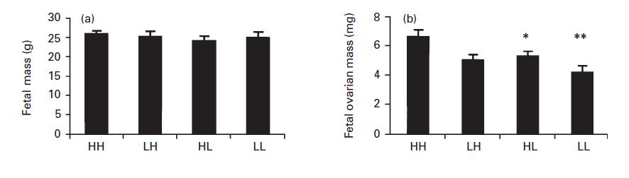 Resultados e Discussão AA BA AB BB AA BA AB BB (a) Massa fetal em 50 dias de gestação, (b) Massa ovariana fetal com 50 dias de gestação.