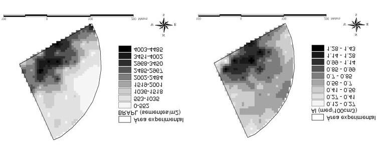 Correlação da distribuição espacial do banco de sementes... 435 Figura 5 - Mapa interpolado da infestação do banco de sementes de BRAPL e da saturação de alumínio.
