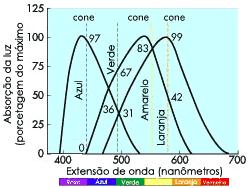 edu/) Na figura 4 são exibidos os comprimentos de onda dos três tipos de cones (vermelho, verde e