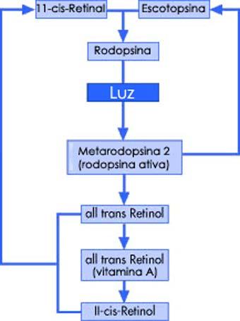Fig. 6. Esquema de quebra da rodopsina (Fonte: www.webvision.med.utah.