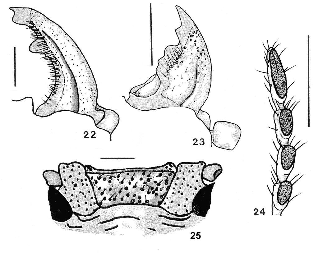 38 SANTOS-SILVA Figs. 22-25. Parandra (Parandra) tavakiliani sp. nov.: 22, mandíbula, holótipo ; 23, mandíbula, parátipo ; 24, antenômeros apicais, ventral, holótipo ; 25, submento, holótipo.