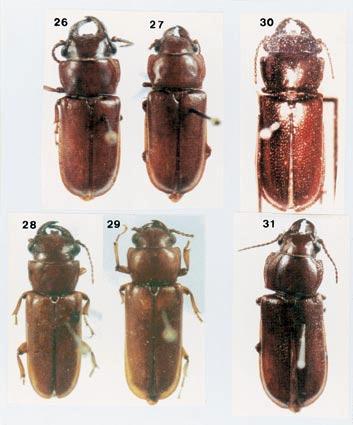 Notas e descrições em Parandrini (Coleoptera, Cerambycidae, Parandrinae) 39 Figs. 26-31. Parandra (Parandra) lata Bates, 1884: 26,, comprimento 21,0 mm; 27,, comprimento 19,0 mm.