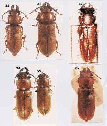 40 SANTOS-SILVA Figs. 32-37. Parandra (Parandra) pinchoni Villiers, 1979: 32,, comprimento 18,0 mm; 33,, comprimento 20,2 mm.