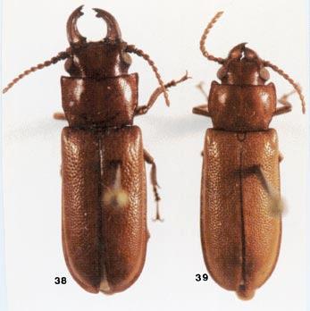 Notas e descrições em Parandrini (Coleoptera, Cerambycidae, Parandrinae) 41 Figs. 38, 39.