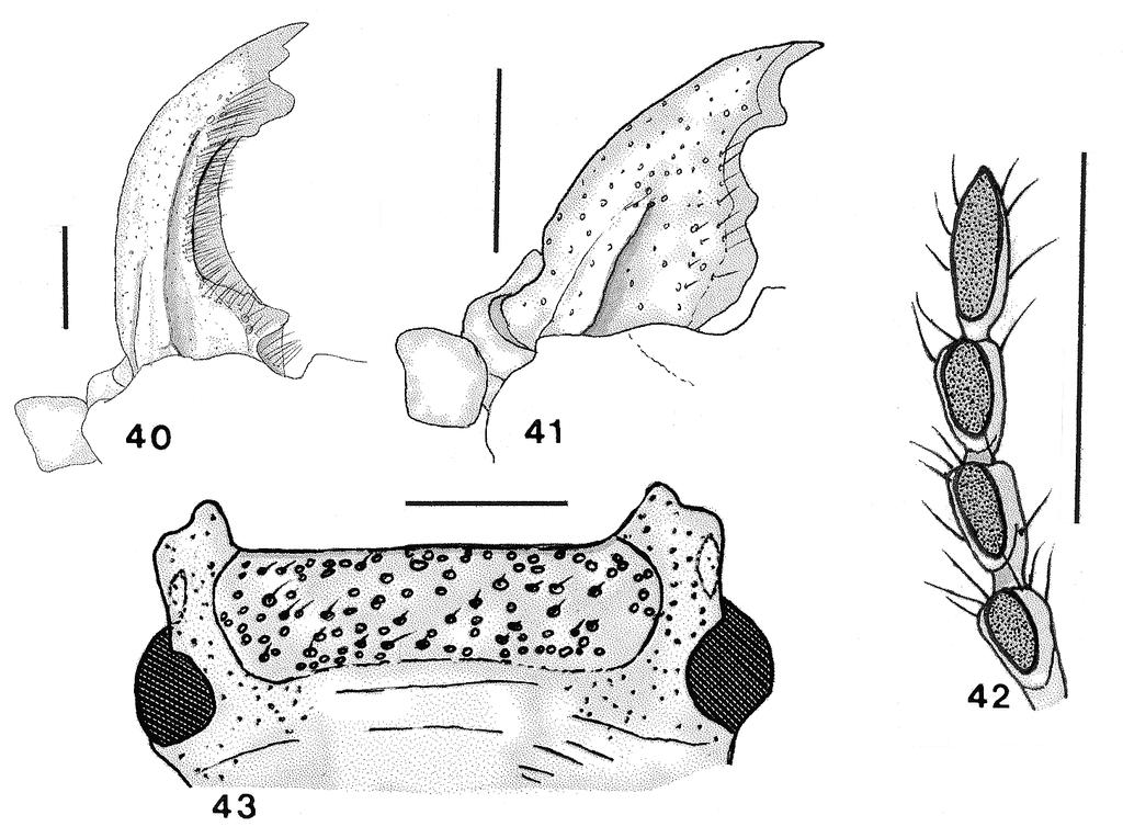 42 SANTOS-SILVA Figs. 40-43. Parandra (Birandra) mariahelenae sp. nov.: 40, hotótipo, mandíbula; 41, parátipo, mandíbula; 42, hotótipo, antenômeros apicais, ventral; 43, holótipo, submento.