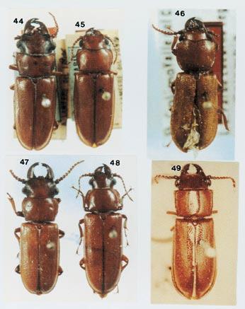 Notas e descrições em Parandrini (Coleoptera, Cerambycidae, Parandrinae) 43 Figs. 44-49.