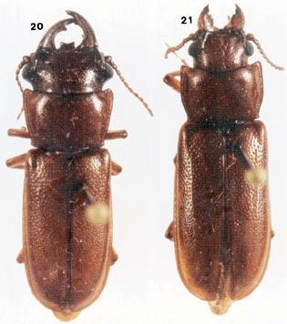 Notas e descrições em Parandrini (Coleoptera, Cerambycidae, Parandrinae) 37 Figs. 20, 21.