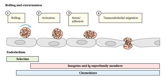 Adesao e migraçao dos leucocitos Moleculas de adesao e quimiocinas sao responsaveis