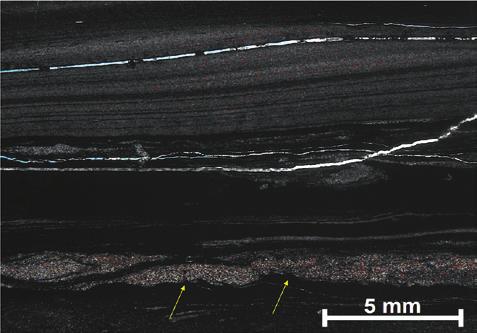 Caracterização de Microfácies Sedimentares em Folhelhos da Formação Ponta Grossa (Devoniano) na Borda Leste da Bacia do Paraná Discussão - A ocorrência desta microfácies abrange a amostra 3 no perfil