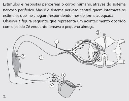 4. Analisa a informação. Responde, depois, às questões seguintes. Figura 3 4.