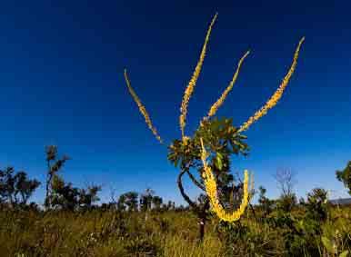 Simpósio Nacional e Internacional sobre Cerrado e Savanas Brasília DF 15 de outubro de 2008.