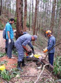 Homem morre esmagado por eucalipto em Paraíso, MG 08/10/2009 O acidente: primeiro, Pedro serrou o