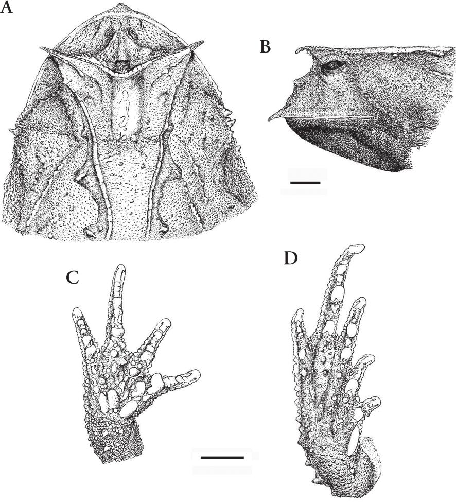 Arquivos de Zoologia, 39(1), 2008 45 Comparação com outras espécies Proceratophrys melanopogon difere de P. boiei, P. paviotii, P. renalis e P. rondonae por apresentar apêndice rostral. De P.