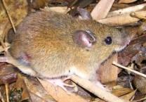 # indivíduos Estudos com pequenos roedores Há ainda no Brasil enorme lacuna de conhecimento.