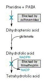 ANTIBACTERIANOS Antimetabolitos Sulfamidas Sufametoxazol
