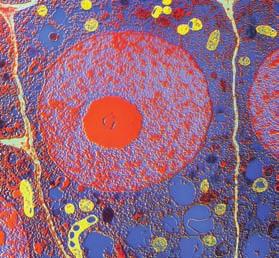 Nos organismos pluricelulares, as células diferéncianse segundo o tecido ao que pertencen e a función que realizan, pero todas elas son tan