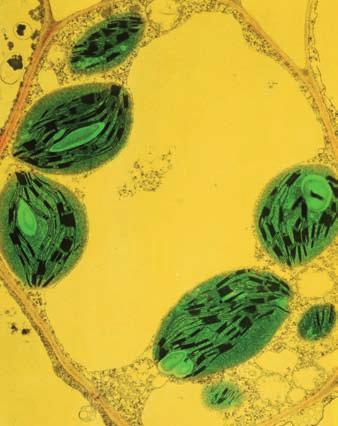 Por exemplo, as células eucariotas vexetais diferéncianse das células eucariotas animais porque presentan por fóra da membrana celular