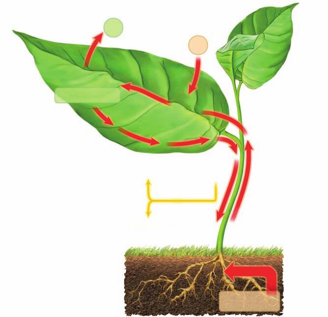 Utilización da materia orgánica. A materia orgánica producida na fotosíntese utilízase na mesma célula ou transpórtase ata órganos que carecen de células fotosintéticas, como o tronco ou a raíz.