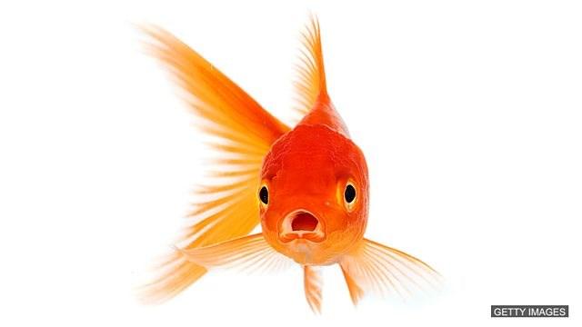 Falei mais de 5 minutos... Estou preocupado A atenção média de um peixinho dourado é de 9 segundos.