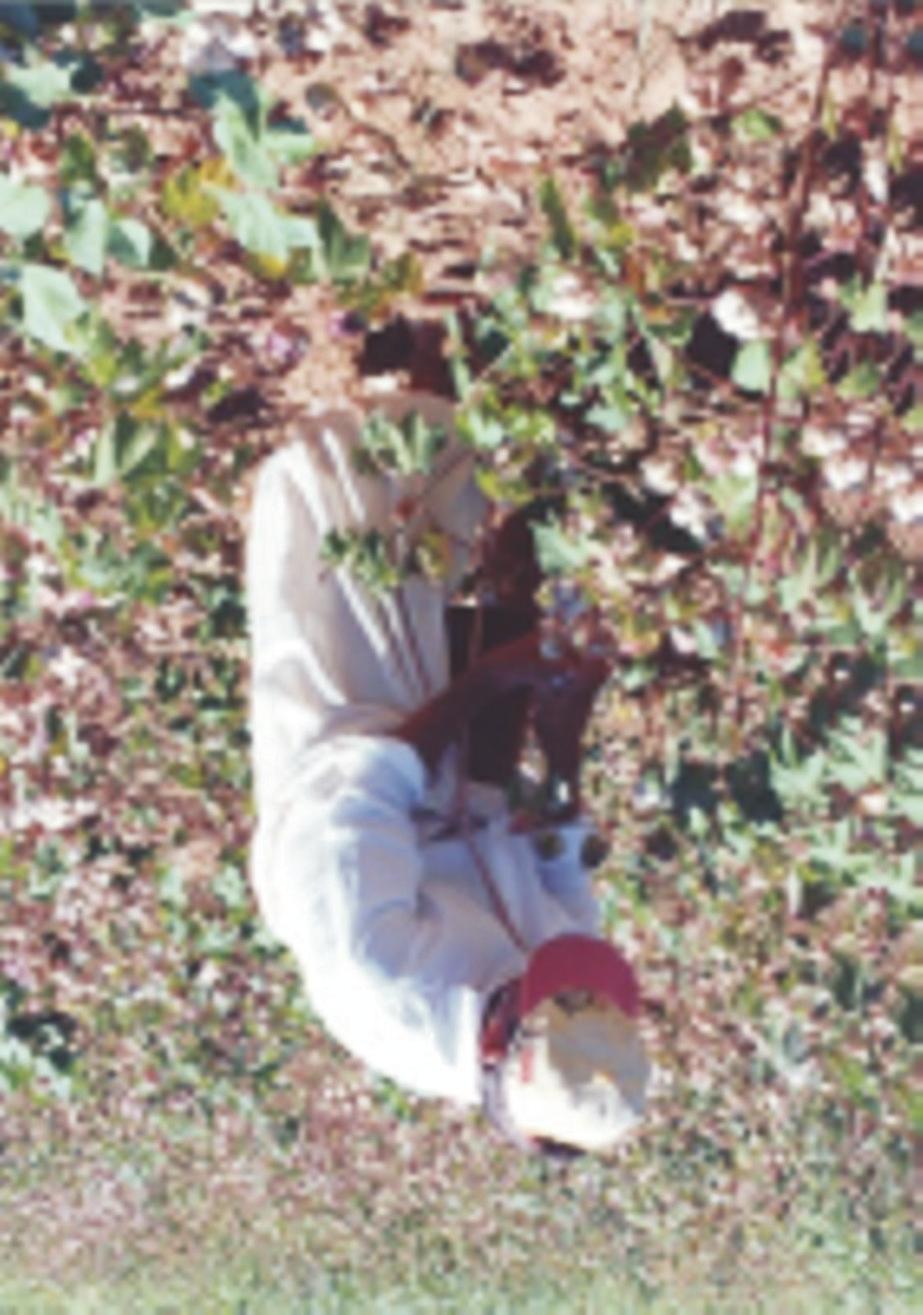 lavouras. O cultivo dos algodoeiros arbóreo ou perene (Gossypium hirsutum L.r. marie galante Hutch.), herbáceo ou anual (Gossypium hirsutum L.r. latifolium Hutch.