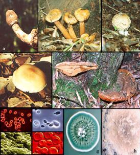 aspectos que os fungos podem ter: a-e) cogumelos; Não conseguem utilizar a energia solar para