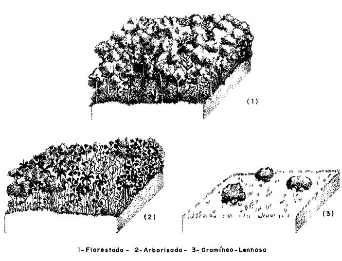 Anderson et al. (1975) que subdividiu o ecossistema de campina em três estratos: campina aberta, campina sombreada e campinarana.