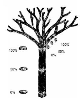 Figura 15- Amostras das partes das árvores para análise de água, carbono e nitrogênio. Fonte: Silva (2007). 4.3.1. Teor de água As amostras foram pesadas em balança eletrônica, de precisão de 0,5 gramas, logo depois de retirada das árvores.