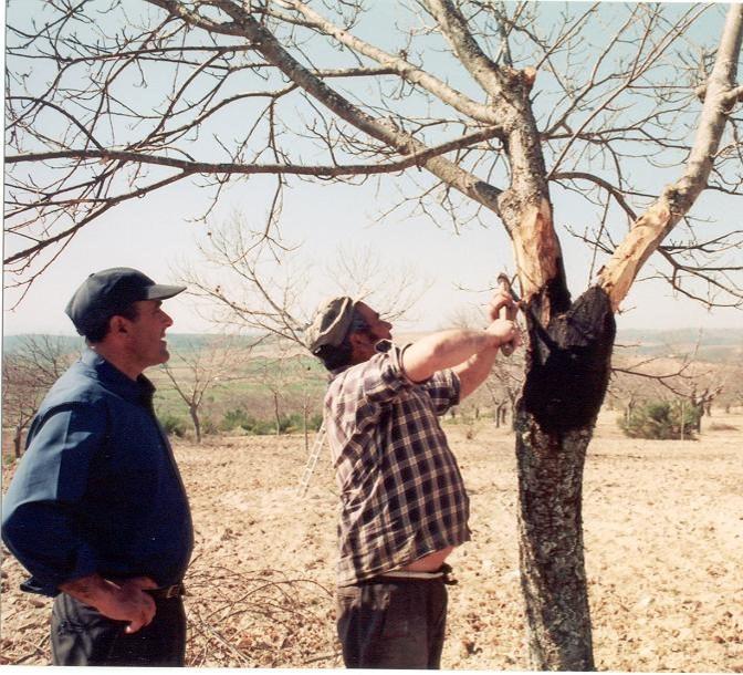 retirados da árvore Cancro em ramos Eliminação pela poda Queima