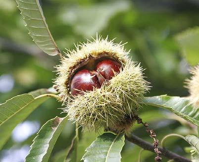 altervista.org/schedeit2/ae/castanea_sativa.html).