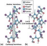 aa/volta passo = 4,8Å 3,6 aa/volta passo = 5,4 Å 4,0 aa/volta passo = 6,0 Å Estrutura Secundária: hélice α Estrutura