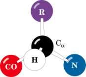 aminoácido aminoácido e sua forma 3D Estrutura: 13 carbono central um hidrogênio grupo amino grupo carboxílico (ácido) grupo R (cadeia lateral) grupo variável confere as propriedades químicas