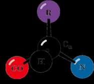 aminoácido em sua forma ionizada A ligação peptídica cadeia lateral aminoácido 1 aminoácido 2 R 1 R 2 49