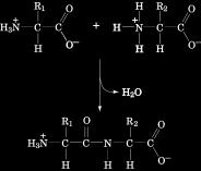hidrogênio carbóxi-terminal -terminal 52 ligação peptídica + -terminal R 1 R 2 + - dipolo - -terminal 2 resíduos de