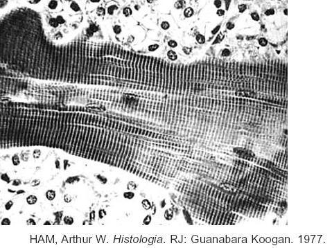 a) muscular estriado. b) epitelial. c) conjuntivo propriamente dito. d) adiposo. e) ósseo. 5. (UEPB) Leia atentamente as proposições abaixo, referentes aos tecidos animais.