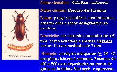 Lasioderma serricorne 12/06/2015 26 Araecerus fasciculatus Araecerus fasciculatus É um inseto de corpo robusto, muito ativo e de grande capacidade de vôo.