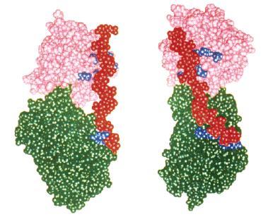 enzima-inibidor através da indução de mudanças conformacionais no sítio reativo da molécula de antitrombina (GETTINS et al.