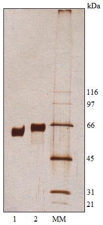 kda), fosforilase b (97 kda), albumina (66 kda), ovoalbumina (45 kda), anidrase carbônica (31 kda) e inibidor de tripsina (21 kda). As proteínas (1 μg) foram coradas por nitrato de prata. Figura 12.