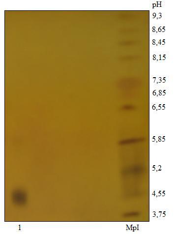 4.2.3. Focalização isoelétrica (IEF) A antitrombina purificada de B. jararaca foi submetida à focalização isoelétrica, em uma variação de ph de 3 a 9.