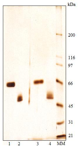 Figura 15. SDS-PAGE (gradiente de poliacrilamida de 5 a 12%) da antitrombina de B. jararaca após deglicosilação com TFMS, sob condições não-reduzidas (canaletas 1 e 2) e reduzidas (canaletas 3 e 4).