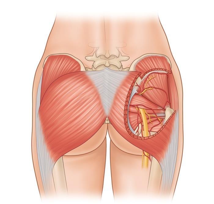 Quais são as camadas musculares da região glútea e suas funções? Camada superficial Abdução da coxa Qual a exceção?