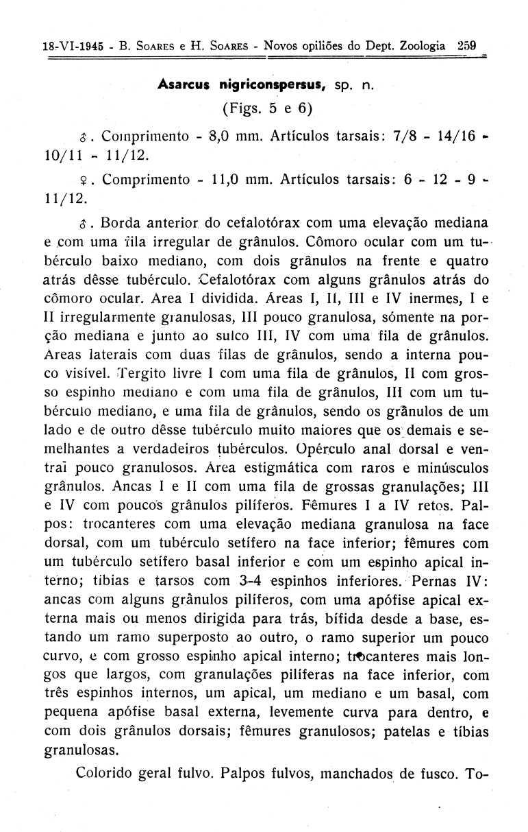 l interno 18-VI-1945 - B. SOARES e H. SOARES - Novos opiliões do Dept. Zoologia 259 Asarcus nigriconspersus, sp. n. (Figs. 5 e 6 ) #. Comprimento - 8,0 mm.