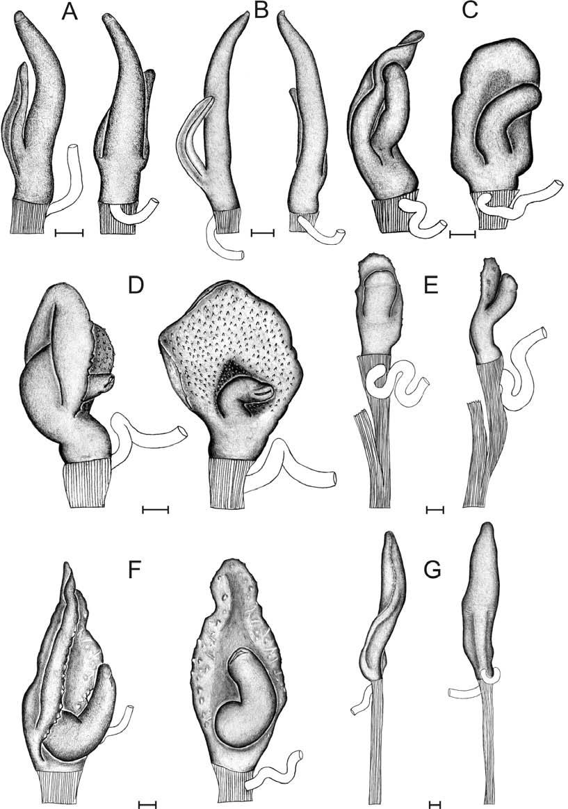Figure 2. Aspect of the penis in the species of Phyllocaulis and in Vaginulus taunaisii: (A) P.