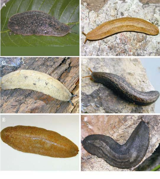 Supplementary figure 1. Photos of living specimens of the species of Phyllocaulis: (A) P.