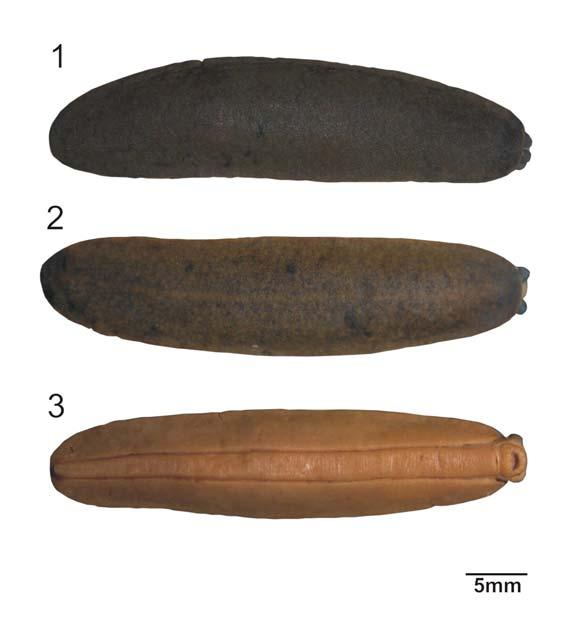 FIGURE 1 3. Specimens of Simrothula paraensis sp. nov. 1. Dorsal view of an specimen with brownish notum (MCP 8819).