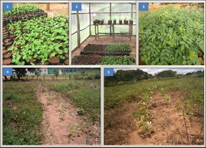 Figura 1-1, 2 e 3 mudas de Glirícidia em fase de viveiro