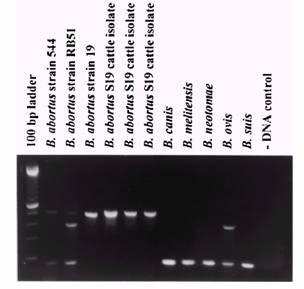 Métodos Diretos de Diagnóstico de Brucelose Reação em cadeia da polimerase (PCR) Amplificação do DNA de Brucella sp Alta sensibilidade e especificade Imunoistoquímica Identificação específica de