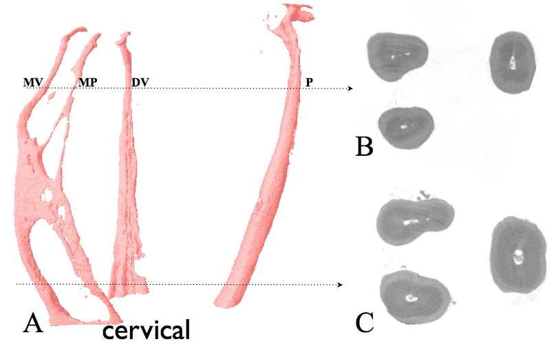 cervico-apical 1-2-1-2-3-2-3. B- Visão bidimensional dos canais radiculares no terço apical. C-Visão bidimensional dos canais radiculares no terço cervical.