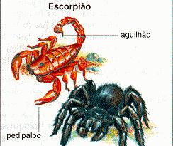 Exemplos: aranhas, escorpiões e os