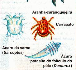 rochas, teias, matas, desertos e casas)